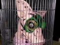 Mutant child in cage