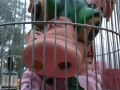 Mutant child in cage