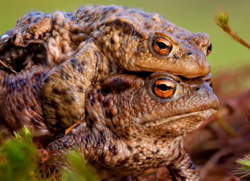 Mating Toads